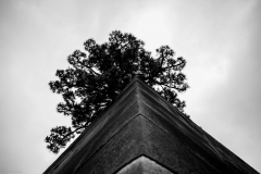 MG_3518